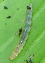 Geshna cannalis