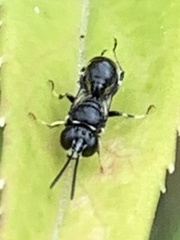 Clitemnestra bipunctata