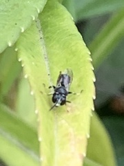 Clitemnestra bipunctata