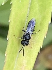 Clitemnestra bipunctata