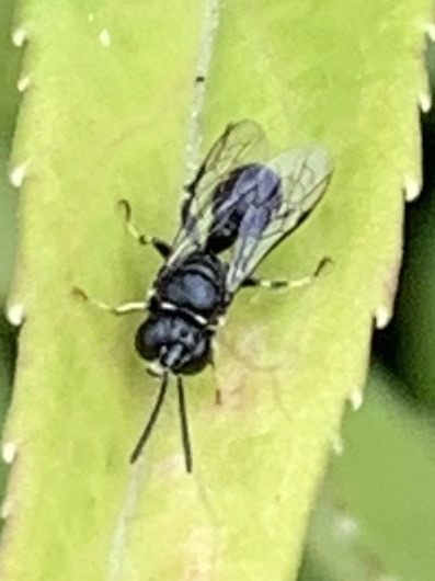 Clitemnestra bipunctata