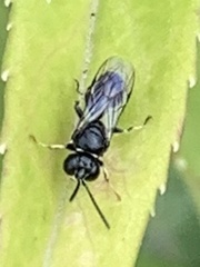 Clitemnestra bipunctata