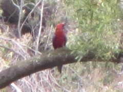 Platycercus elegans elegans