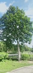 Artocarpus