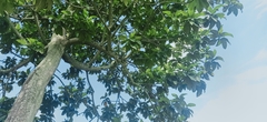 Artocarpus