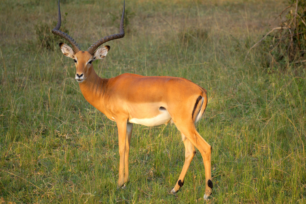 Common Impala from Kiruhura, Uganda on February 15, 2016 at 06:27 PM by ...