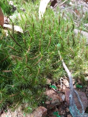 Phlegmariurus wilsonii