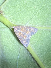 Perigea xanthioides