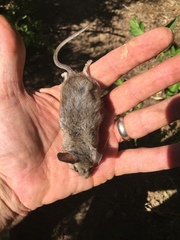 Peromyscus boylii