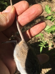 Peromyscus boylii