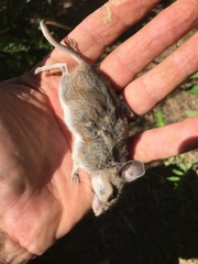 Peromyscus boylii