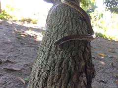 Phimophis guianensis