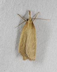 Calamotropha delatalis