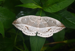 Cyclidia substigmaria