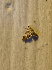 Eoparargyractis irroratalis