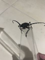 Derobrachus inaequalis