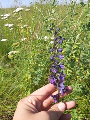Delphinium crassifolium