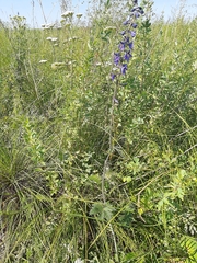 Delphinium crassifolium