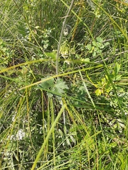 Delphinium crassifolium