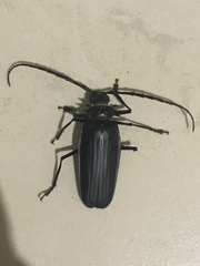 Derobrachus inaequalis