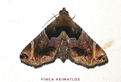 Calyptis