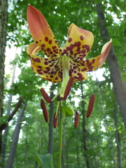 Lilium michauxii