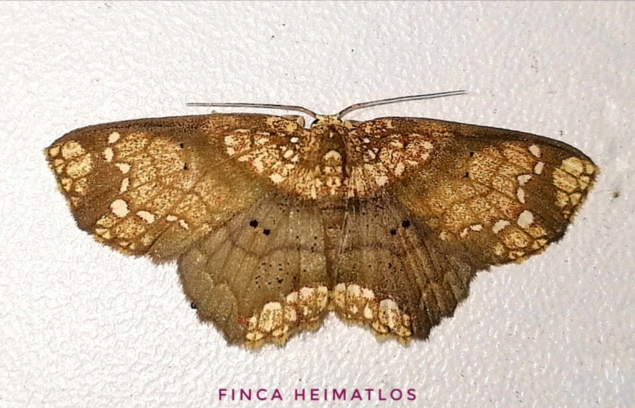 Semaeopus hypoderis