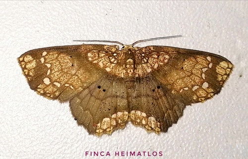 Semaeopus hypoderis