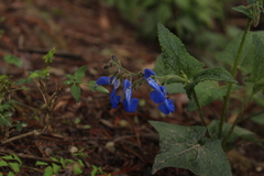 Salvia vitifolia