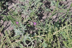 Lythrum californicum