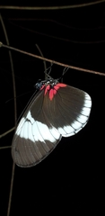 Heliconius sapho sapho