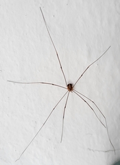 Cosmobunus granarius