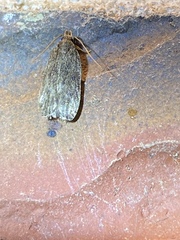 Autosticha kyotensis