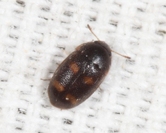 Litargus tetraspilotus