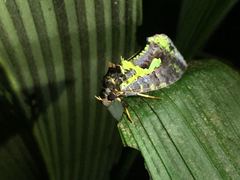 Eudocima smaragdipicta