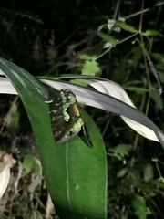 Eudocima smaragdipicta