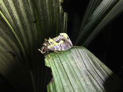 Eudocima smaragdipicta