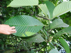 Chrysochlamys grandifolia