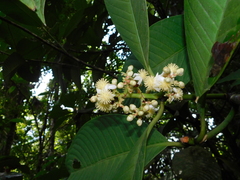 Chrysochlamys grandifolia