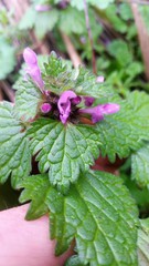 Lamium hybridum