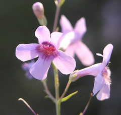 Penstemon thurberi