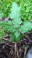 Lamium hybridum