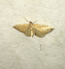 Eulithis molliculata