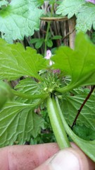 Lamium hybridum