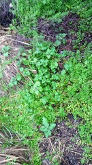 Lamium hybridum