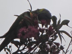 Trichoglossus moluccanus moluccanus