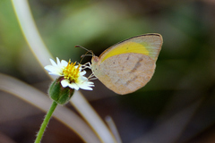 Eurema herla