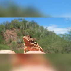 Phrynosoma taurus