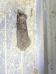 Acrolophus texanella