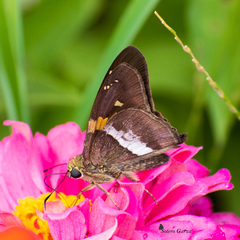 Aguna asander asander